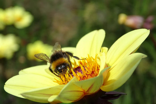 Sustainable Beauty Eco-Friendly Practices for Every Consumer